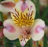 Picture of Alstroemeria 'Aimi'
