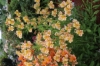 Picture of Alstroemeria 'Aimi'