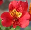 Picture of Alstroemeria 'Majestic Lire'