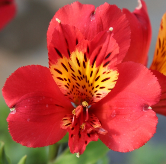 Picture of Alstroemeria 'Majestic Lire'