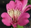 Picture of Alstroemeria 'Summer Saint'