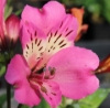 Picture of Alstroemeria 'Summer Saint'
