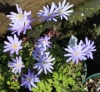 Picture of Anemone apennina blue
