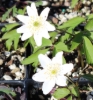 Picture of Anemone nemorosa 