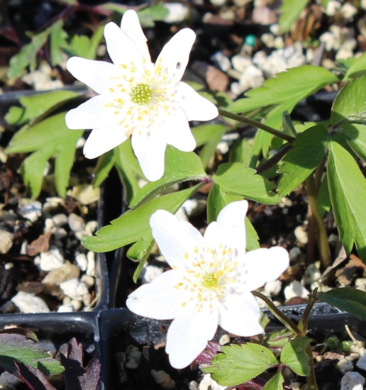 Picture of Anemone nemorosa 