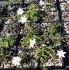 Picture of Anemone nemorosa 