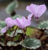 Picture of Cyclamen mirabile