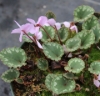 Picture of Cyclamen mirabile