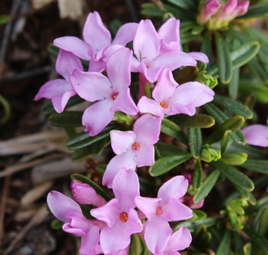 Picture of Daphne arbuscula