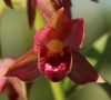 Picture of Epipactis royleana