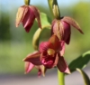 Picture of Epipactis royleana