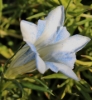 Picture of Gentiana 'Bellatrix'