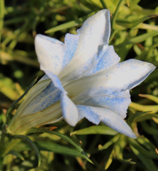 Picture of Gentiana 'Bellatrix'