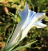 Picture of Gentiana 'Bellatrix'
