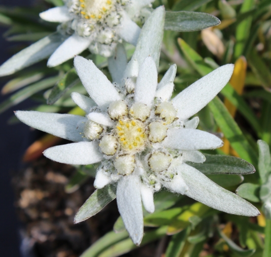 Picture of Leontopodium alpinum 'Heidi'