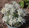 Picture of Leontopodium alpinum 'Heidi'