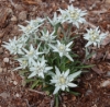 Picture of Leontopodium alpinum 'Heidi'