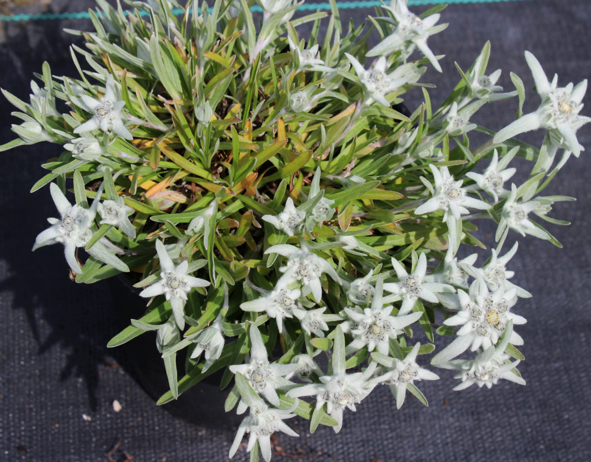 200+ Edelweiss Herb Seeds (Leontopodium Alpinum) – Perennial Flower – Easy To Grow, Indoor/Outdoor
