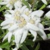 Picture of Leontopodium alpinum 'Peter'