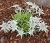 Picture of Leontopodium alpinum 'Peter'