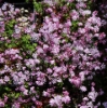 Picture of Thalictrum kiusianum