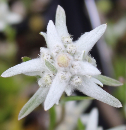 Picture of Leontopodium camtschaticum