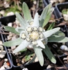 Picture of Leontopodium alpinum EP 10-2-15