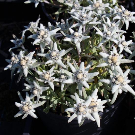 Picture of Leontopodium alpinum EP 10-2-15
