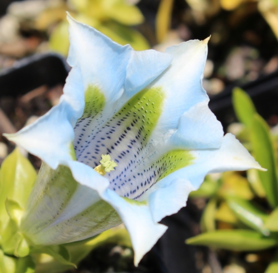 Picture of Gentiana angustifolia Hybrid 'Lichtblau'