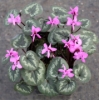 Picture of Cyclamen coum ssp. caucasicum