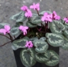 Picture of Cyclamen coum ssp. caucasicum