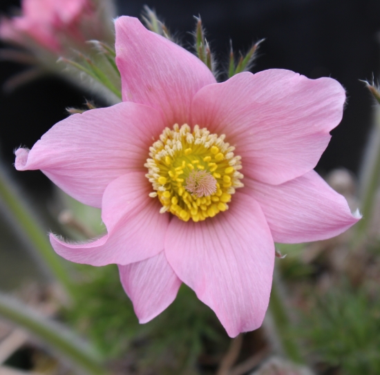 Picture of Pulsatilla ambigua