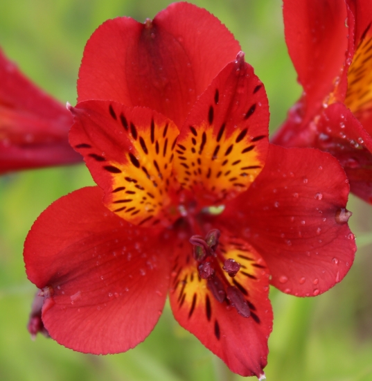 Picture of Alstroemeria 'Etna'