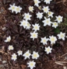 Picture of Anemone nemorosa 'Stars in the Night'