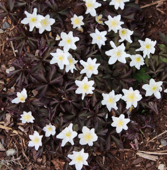 Picture of Anemone nemorosa 'Stars in the Night'