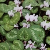 Picture of Cyclamen coum f. albissimum Ivy Leaf 
