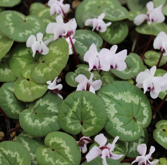 Picture of Cyclamen coum f. albissimum Ivy Leaf 