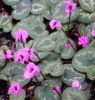 Picture of Cyclamen coum Ivy Leaf