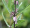 Picture of Polygonatum prattii
