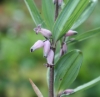 Picture of Polygonatum prattii