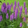 Picture of Dactylorhiza fuchsii 'Bressingham Bonus' x-lg