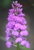 Picture of Dactylorhiza fuchsii 'Bressingham Bonus' x-lg