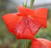 Picture of Gladiolus saundersii