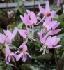 Picture of Erythronium dens-canis 'Purple King' BR