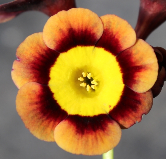 Picture of Primula auricula 'Gollum'