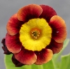 Picture of Primula auricula 'Gollum'