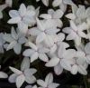 Picture of Rhodohypoxis baurii 'Tetra White'