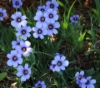 Picture of Sisyrinchium 'Devon Skies'