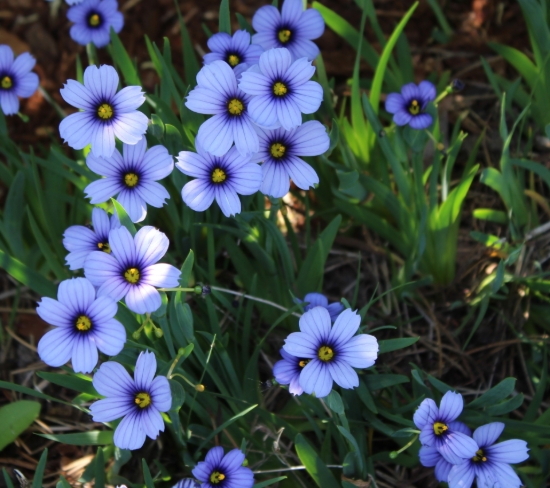 Picture of Sisyrinchium 'Devon Skies'