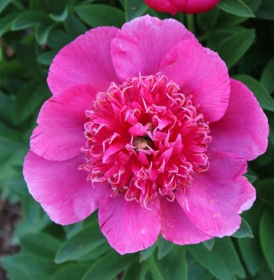 Picture of Paeonia officinalis 'Anemoniflora Rosea'